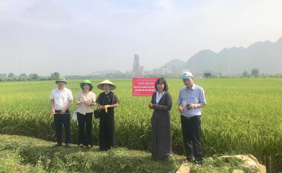 Các chuyên gia, nhà quản lý đánh giá chất lượng lúa hữu cơ tại xã Nam Phương Tiến (huyện Chương Mỹ). Ảnh: Ánh Ngọc