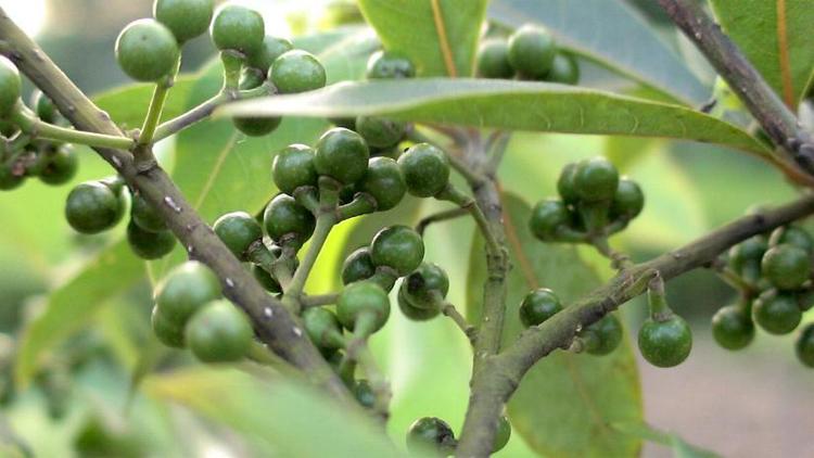 Một loại hạt mọc hoang trên rừng, có mùi sả, lá chanh, vị cay giống hạt tiêu, ướp thịt cá ngon