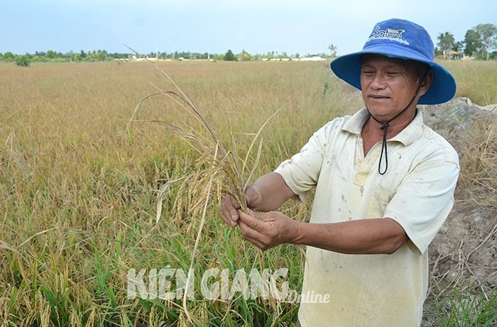 Ở nơi này của Kiên Giang, ra cánh đồng ngắt bông lúa thấy nhẹ tênh, hạt lép kẹp, vì sao vậy? - Ảnh 1.