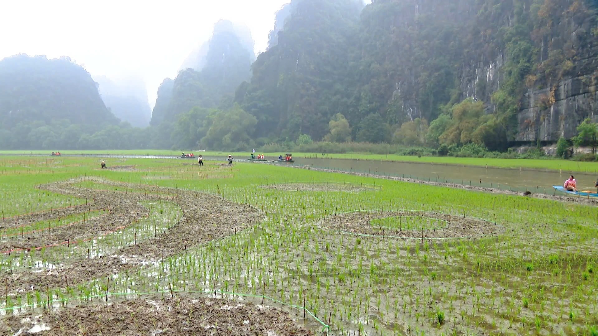 Bức tranh “cá vượt vũ môn” khổng lồ dần hiện hữu trên cánh đồng lúa Ninh Bình - Ảnh 1.