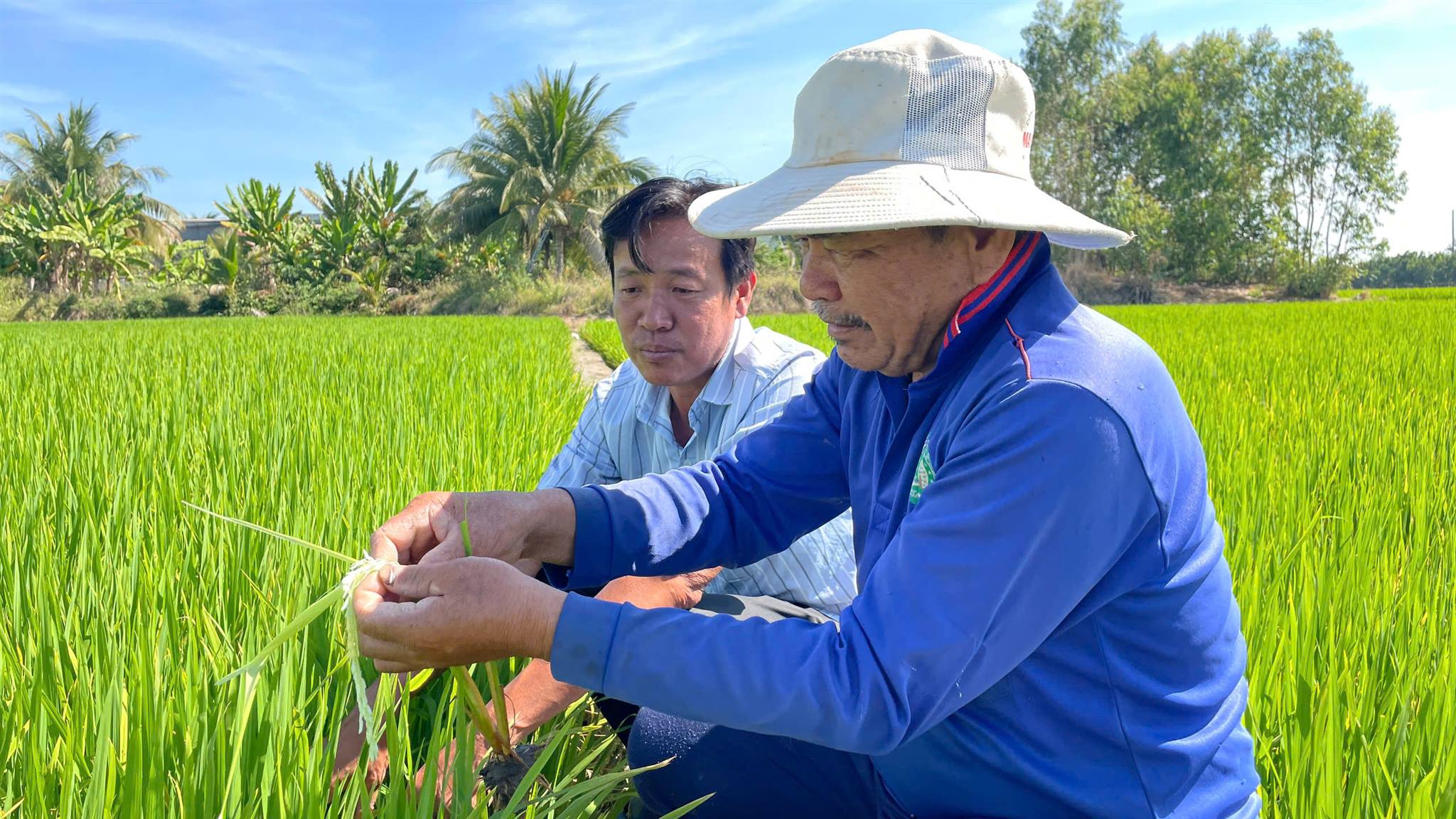 Dự báo trúng mùa, nông dân vùng biên giới Long An vui xuân vẫn không quên tất bật với đồng lúa- Ảnh 1.