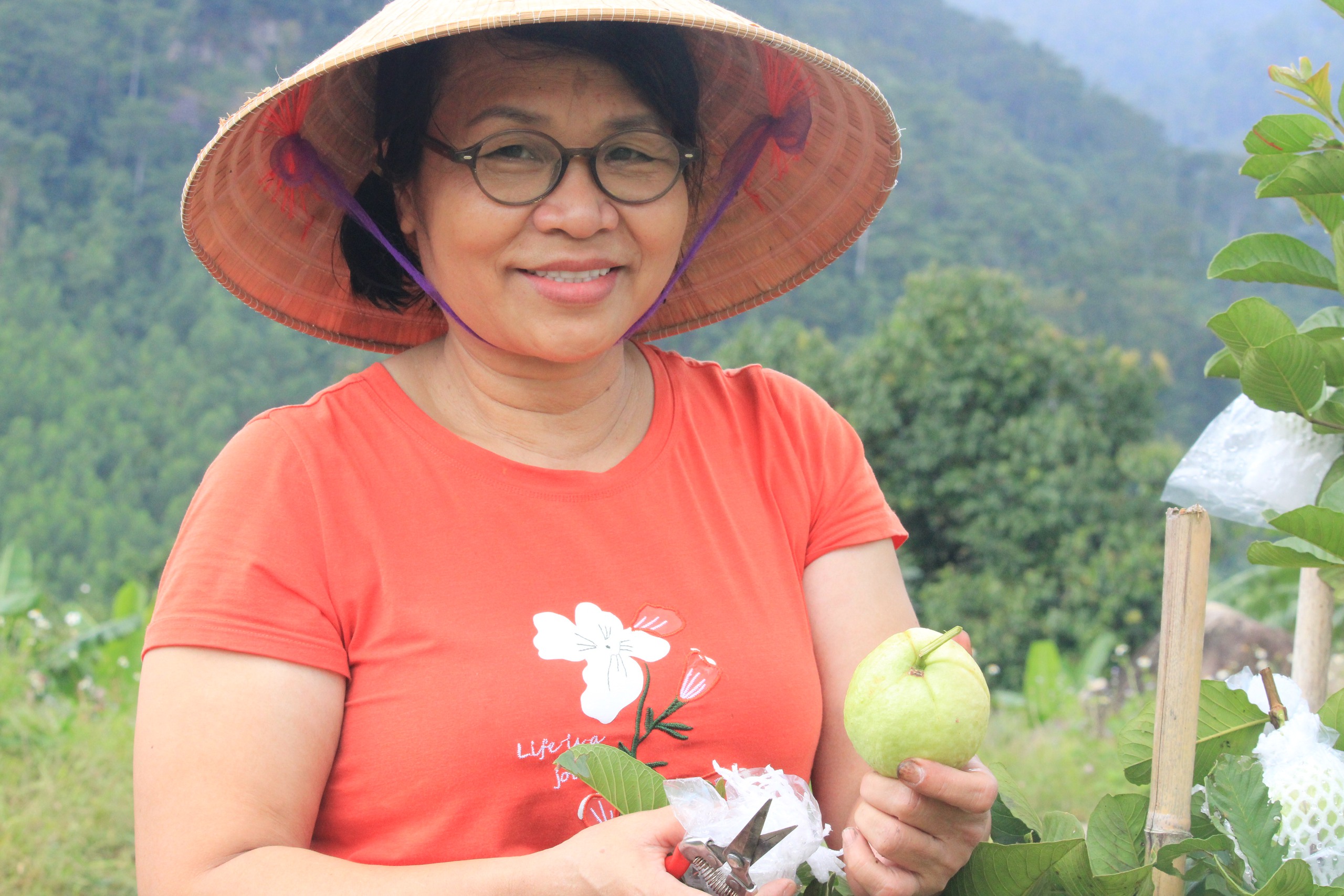 Đưa giống ổi này lên đồi núi trồng, quả thơm ngon lại bán được giá cao gấp đôi các giống khác- Ảnh 1.