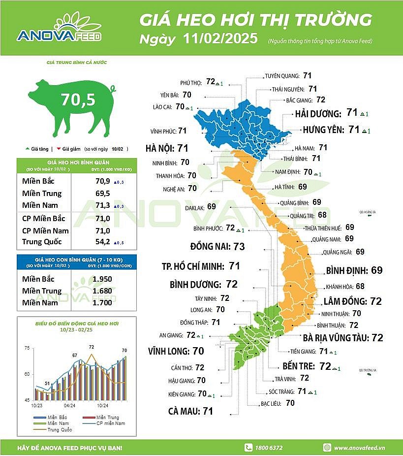 giá heo hơi hôm nay ngày 11/2, giá heo hơi, giá heo hơi hôm nay