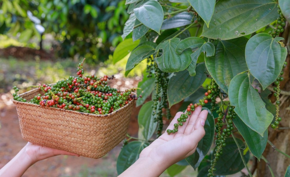 Giá nông sản ngày 7/2/2025: Cà phê, hồ tiêu tăng vọt