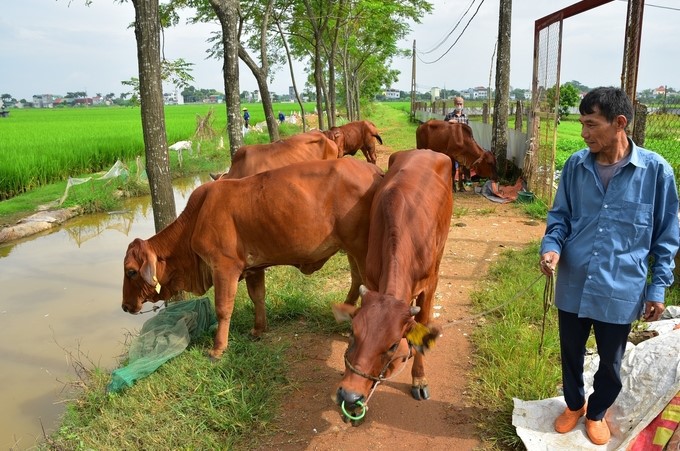 Mô hình chăn nuôi bò sinh sản tại xã Cần Kiệm, huyện Thạch Thất (Hà Nội). Ảnh: Thu Phượng