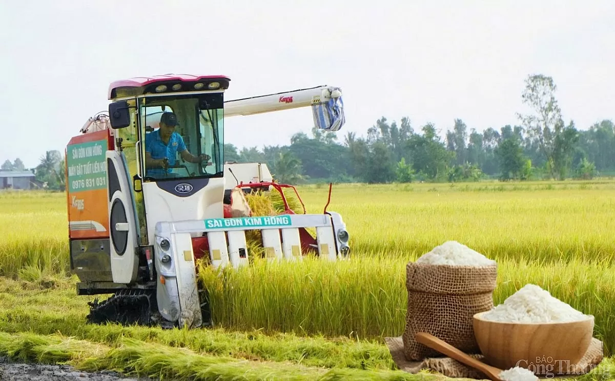 Giá lúa gạo hôm nay ngày 26/2/2025: Lúa tươi đảo chiều tăng