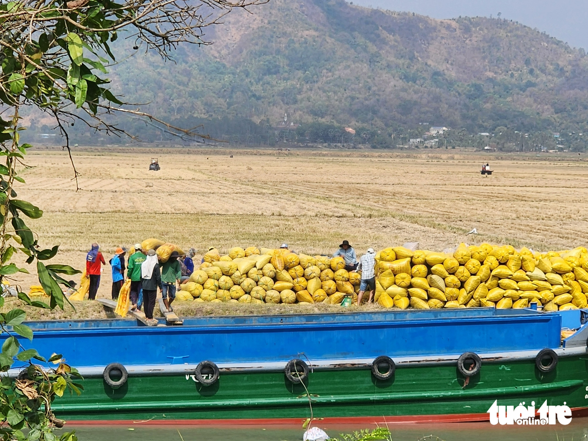 Giá lúa gạo giảm mạnh do chưa ký hợp đồng, tồn kho, thiếu vốn? - Ảnh 1.