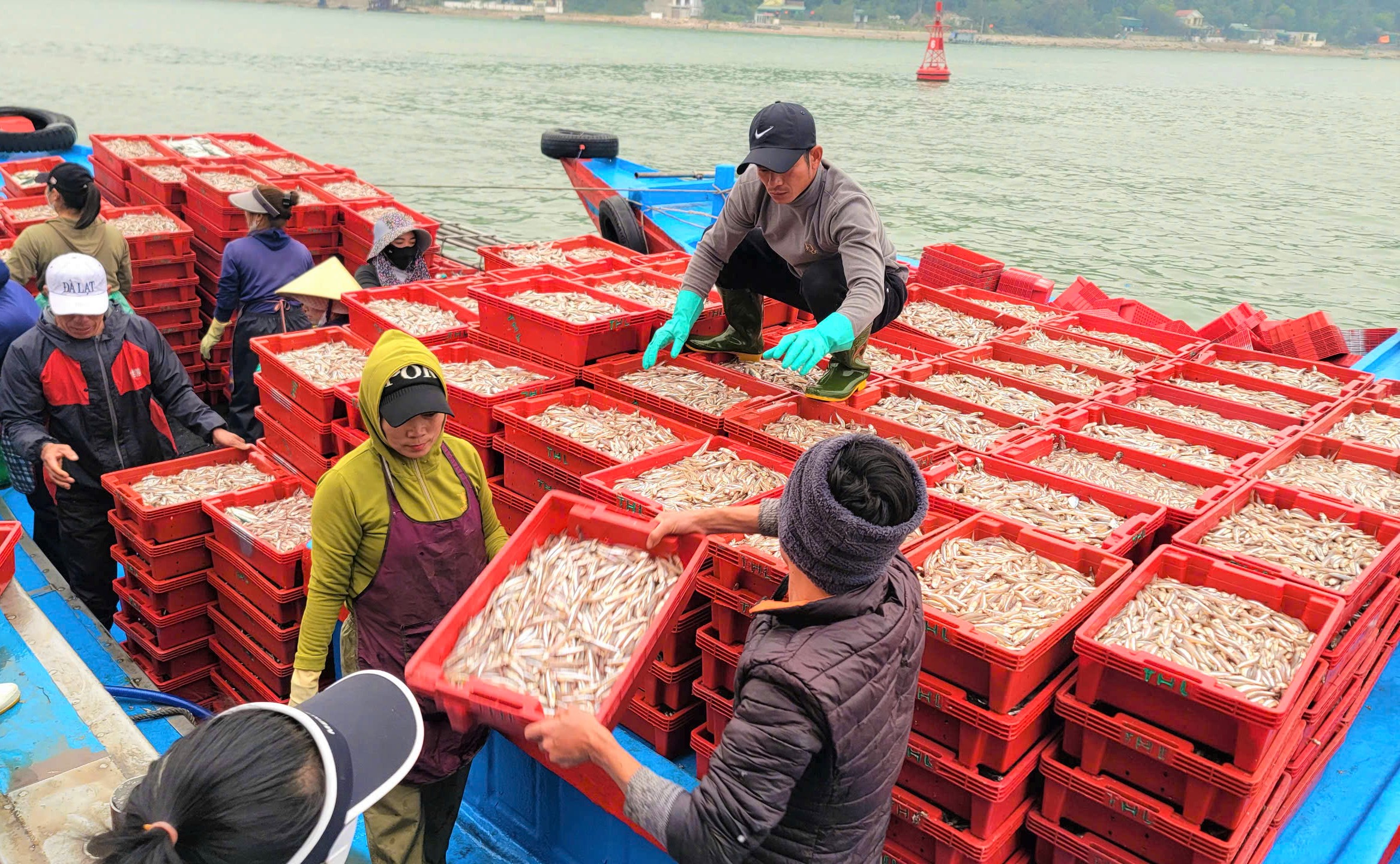 Chỉ 1 ngày vươn khơi, tàu của ngư dân Trần Vân Lưu trở về với 26 tấn cá cơm- Ảnh 1.