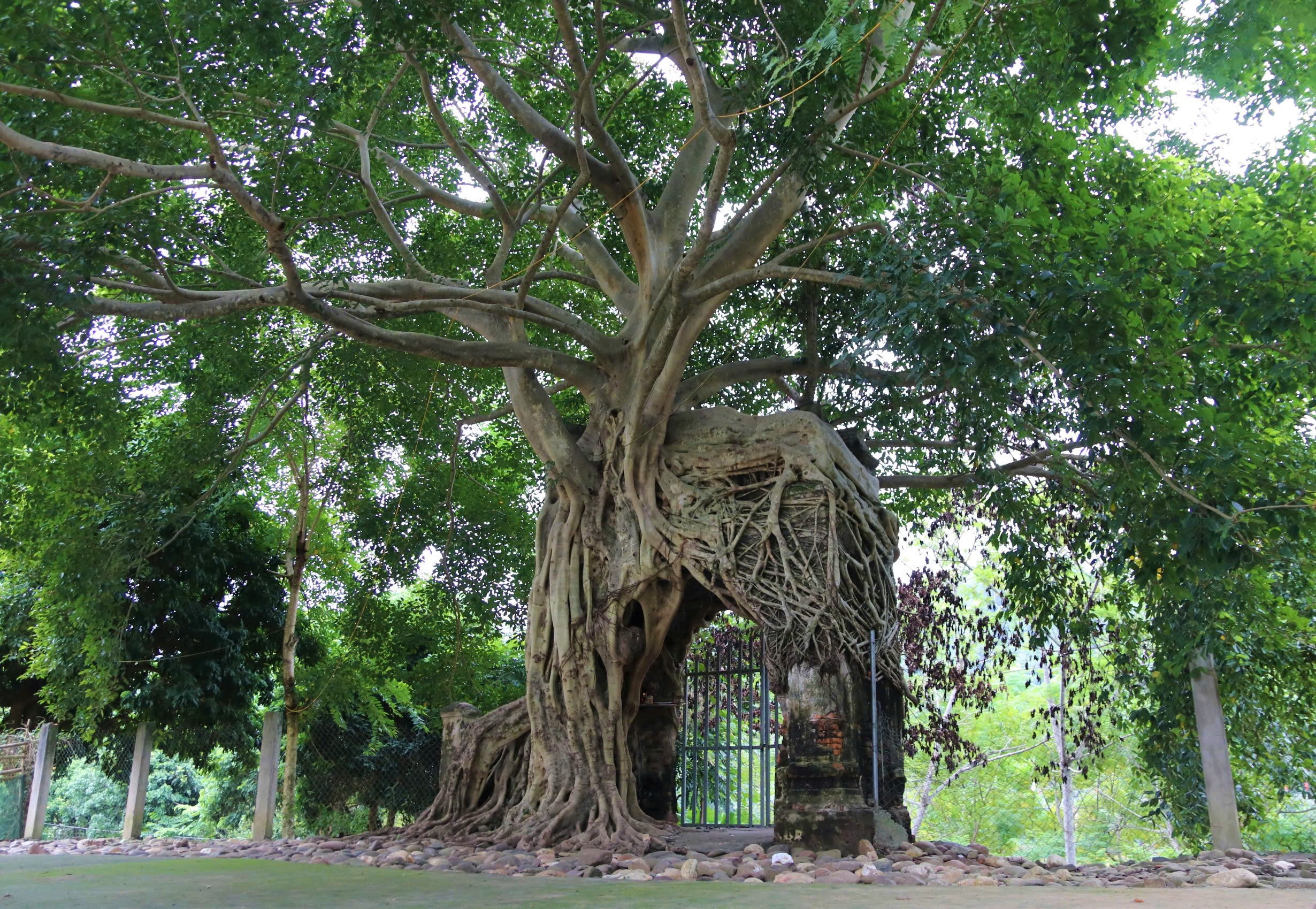 Nơi khởi nguồn dòng sông nổi tiếng ở Nghệ An, có cây đa ôm trọn cổng phủ, dân yêu cây thấy là mê - Ảnh 1.