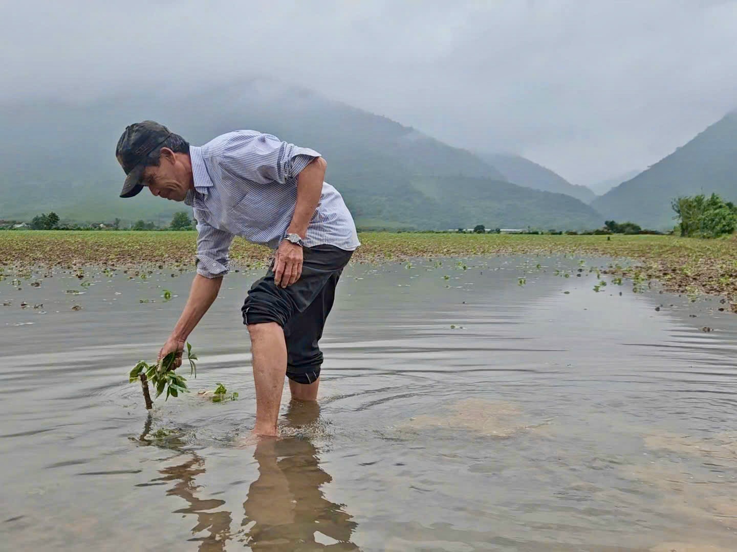 Phú Yên khắc phục lúa và hoa màu sau lũ lụt bất thường giữa mùa xuân - Ảnh 1.