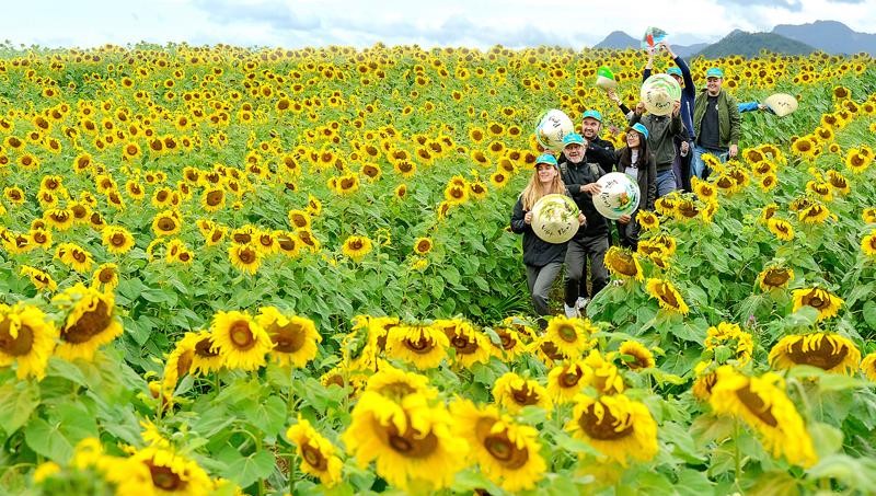 Du khách Pháp trải nghiệm tại cánh đồng hoa hướng dương (Nghĩa Đàn). 