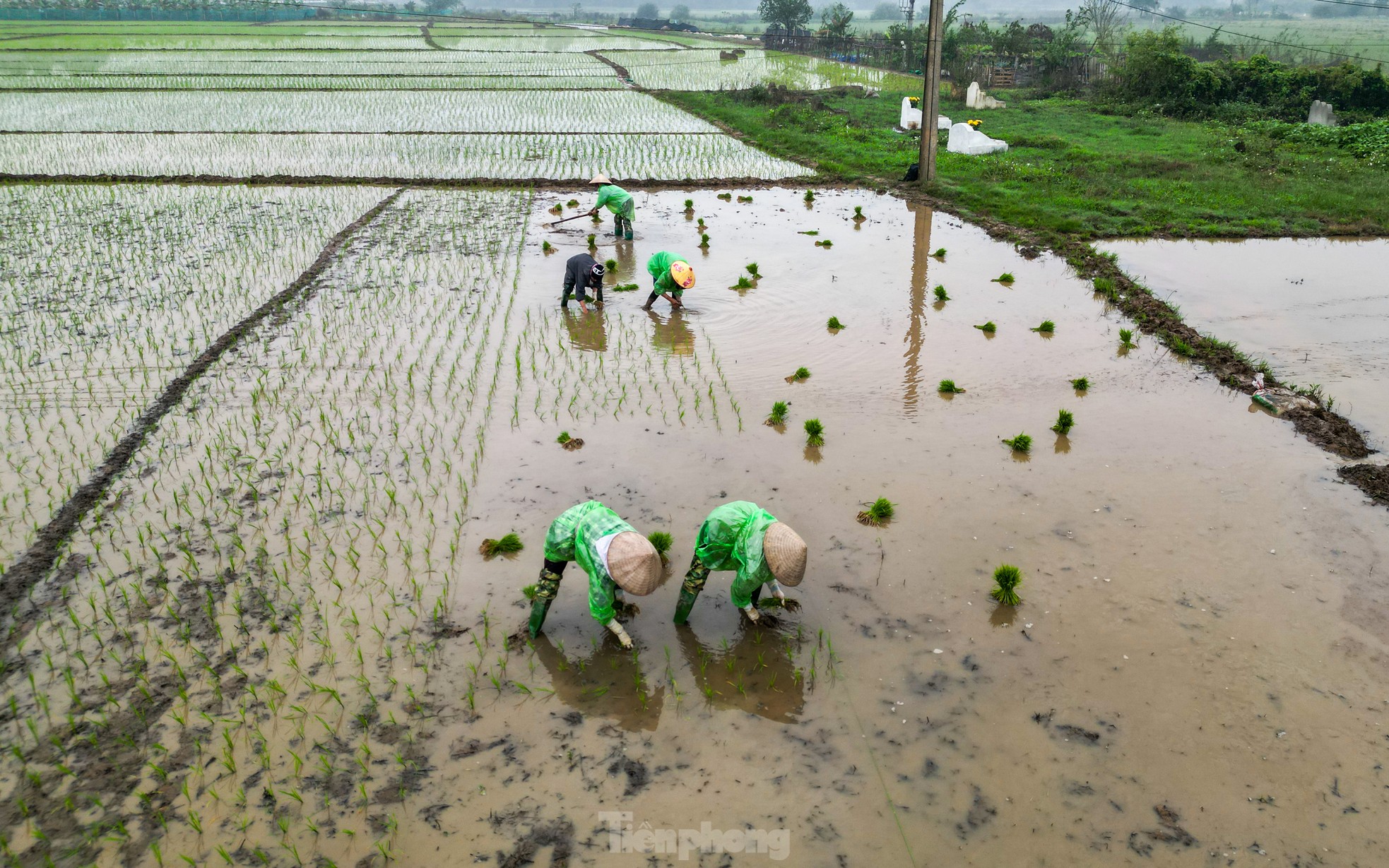 Nông dân Hà Nội lội ruộng cấy lúa dưới mưa phùn, gió lạnh ảnh 1