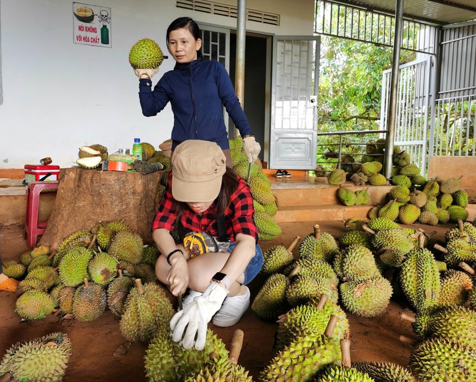 Trung Quốc là thị trường tiêu thụ chính của sầu riêng Việt Nam. Ảnh minh hoạ