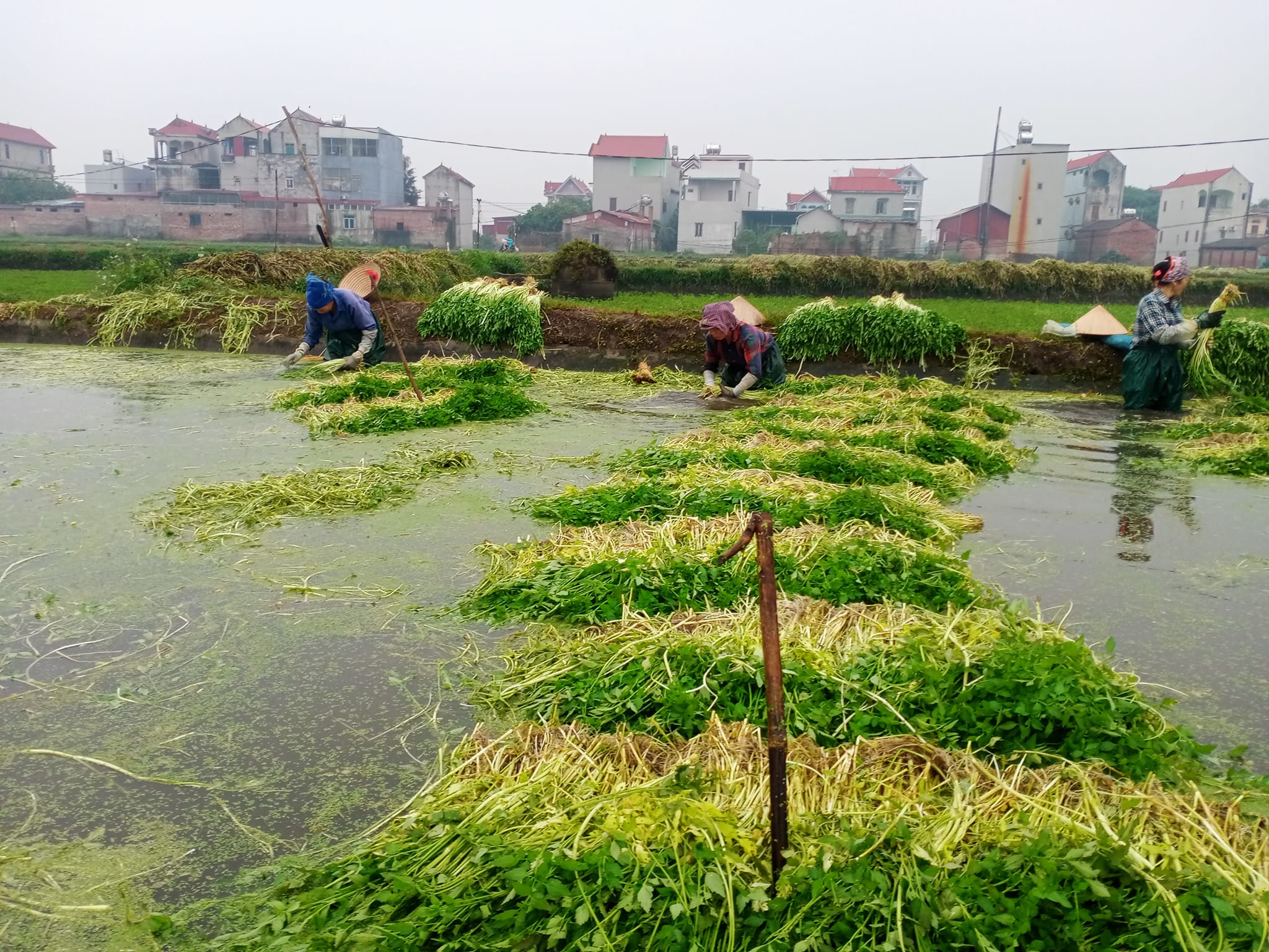 Cả làng ở Bắc Giang trồng thứ rau giòn rụm, mùi thơm tạo cảm giác thèm ăn, nhà nào trồng nhiều là giàu hẳn - Ảnh 1.