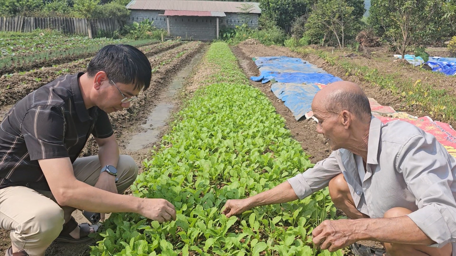 Những cánh đồng đã dần hồi sinh sau mưa lũ