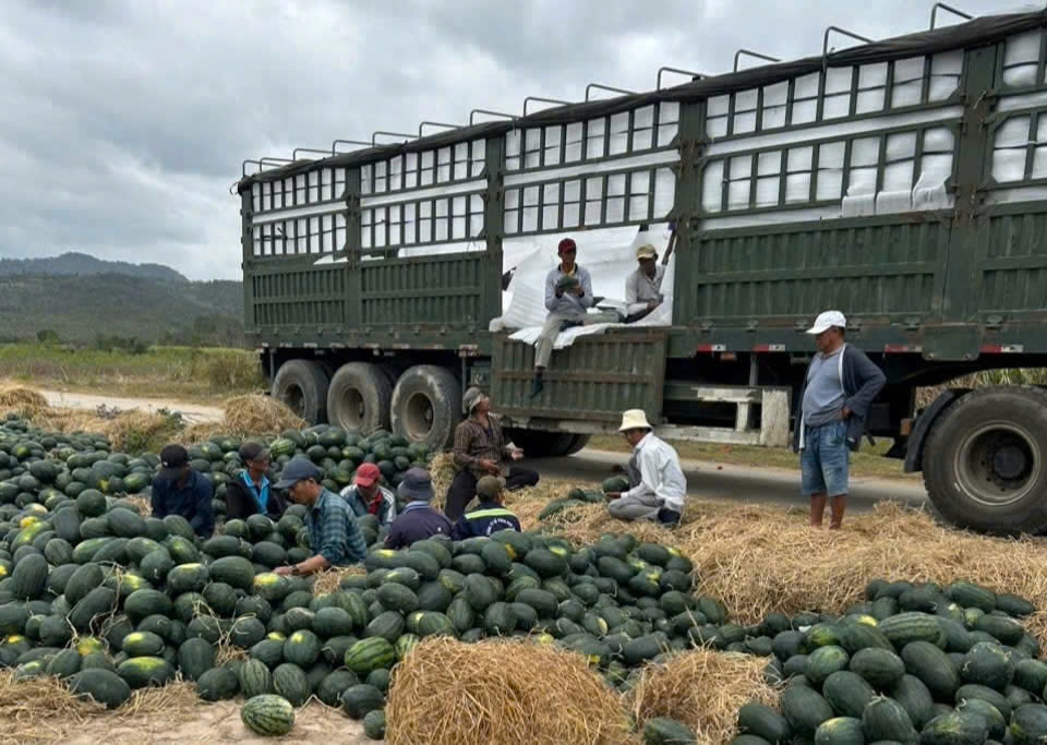 Ruộng dưa hấu xác xơ, nông dân Gia Lai bất lực nhìn mùa màng thất bát, giá rớt thê thảm - Ảnh 1.