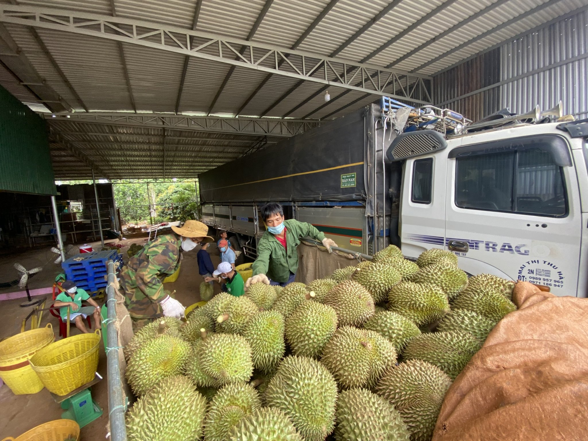 Tuân thủ luật chơi, nông sản mới vào thị trường “khó tính” - Ảnh 1.