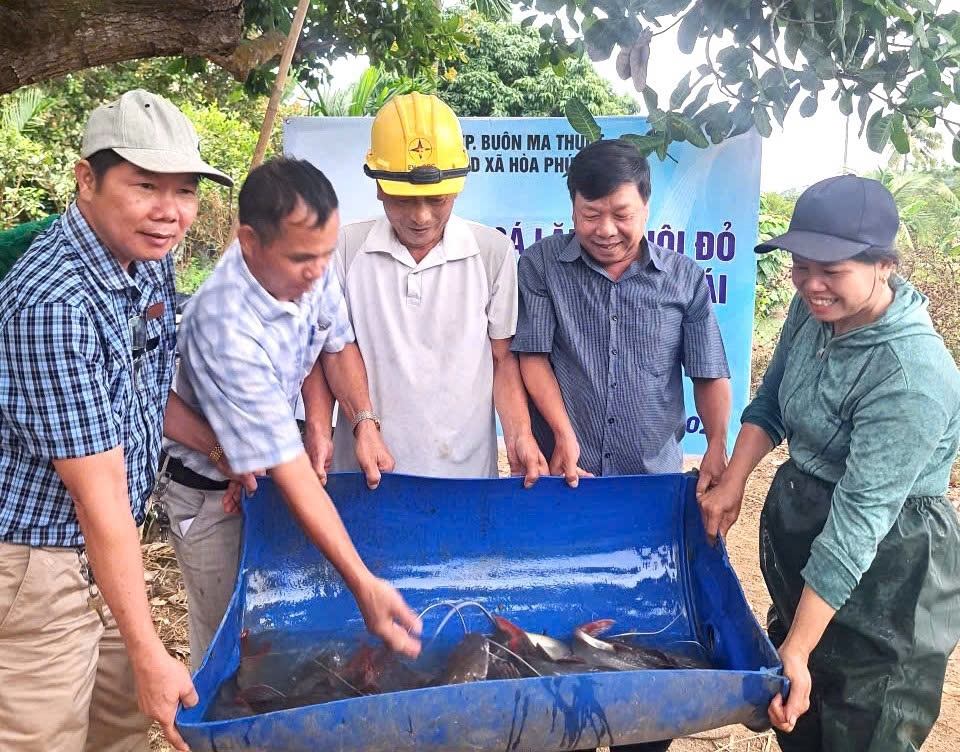 Các lăng đuôi đỏ được người dân thuần hóa nuôi trong ao nhà