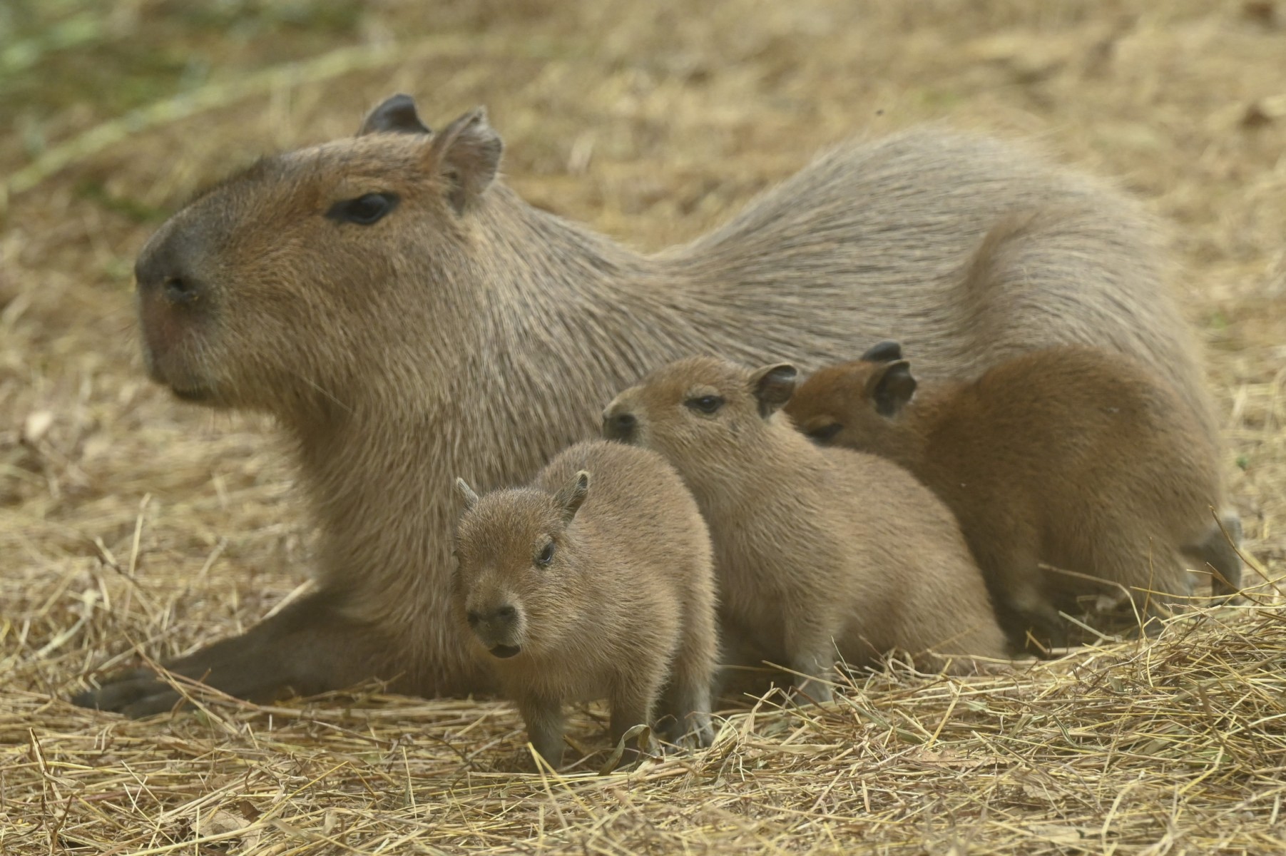 Tranh cãi về quyết định tránh thai, triệt sản loài capybara- Ảnh 1. Tranh cãi về quyết định tránh thai, triệt sản loài capybara- Ảnh 1.