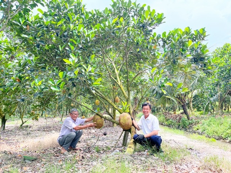 Tỷ phú Vĩnh Long, ở câu lạc bộ này có 2 nông dân tỷ phú đều là người trồng cây ra quả đặc sản - Ảnh 2.