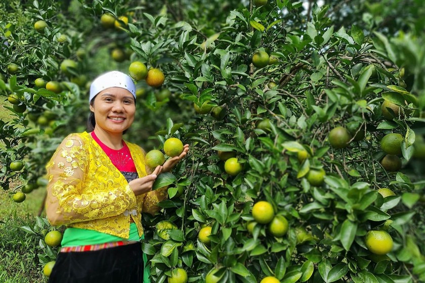 Nữ đảng viên Vũ Thị Lệ Thủy - Giám đốc HTX 3T Farm, thị trấn Cao Phong (tỉnh Hoà Bình) giới thiệu sản phẩm cam chất lượng cao để bán ra thị trường. (Ảnh trong bài: Trần Lê) 