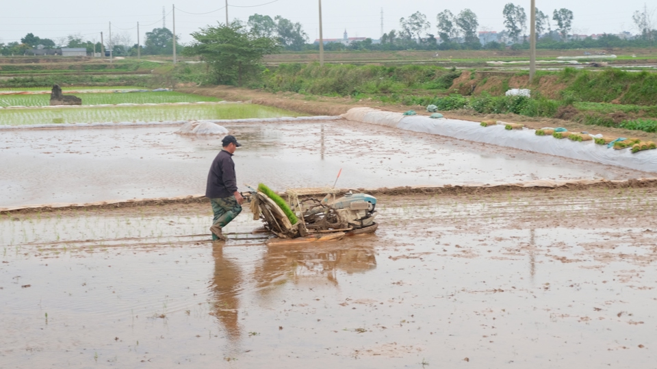 Bà con nông dân tại Hà Nội tích cực lấy nước, đổ ải, gieo cấy lúa Xuân.