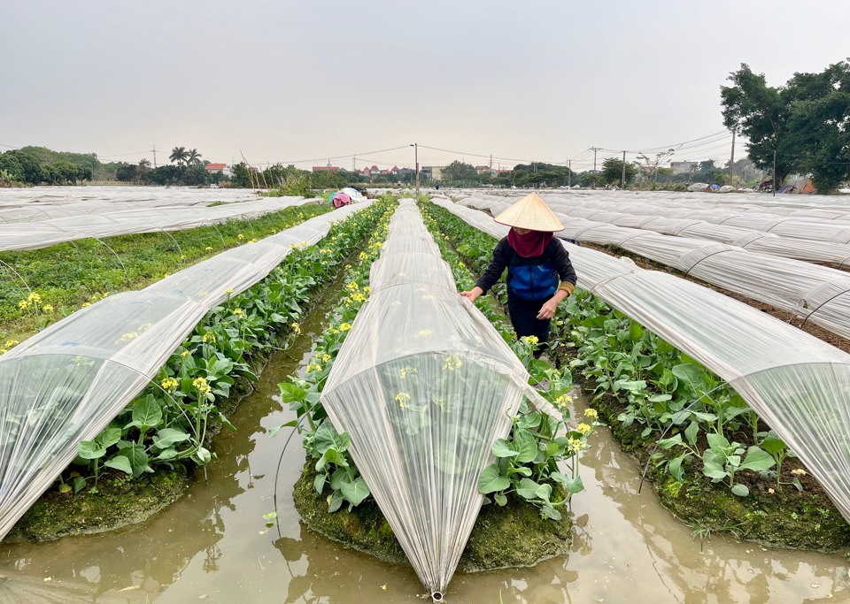 Nông dân xã Vân Nội (huyện Đông Anh) kiểm tra tình trạng rau màu.