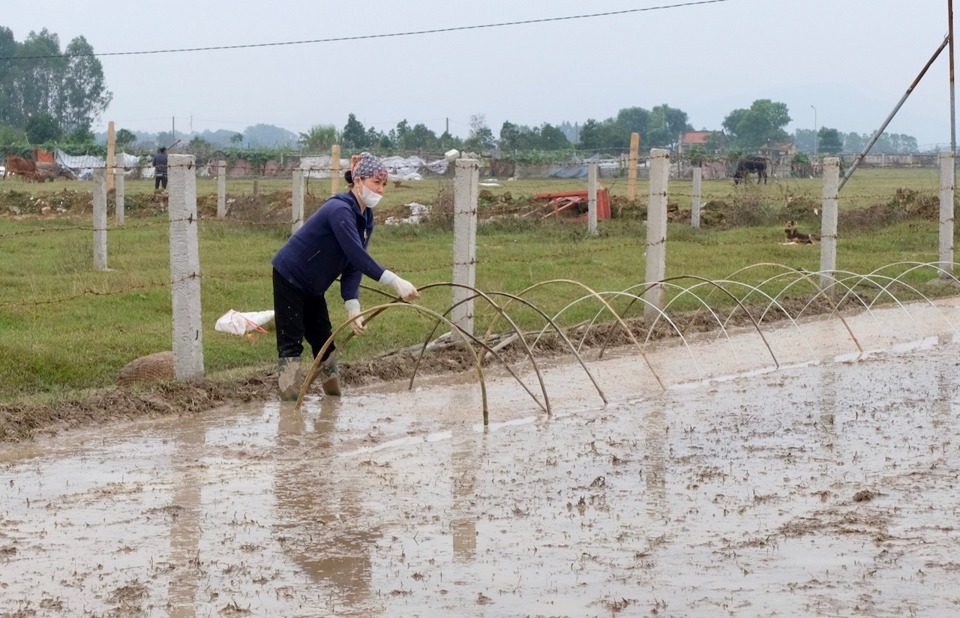 Bà con nông dân huyện Sóc Sơn chuẩn bị mạ gieo cấy vụ Xuân.