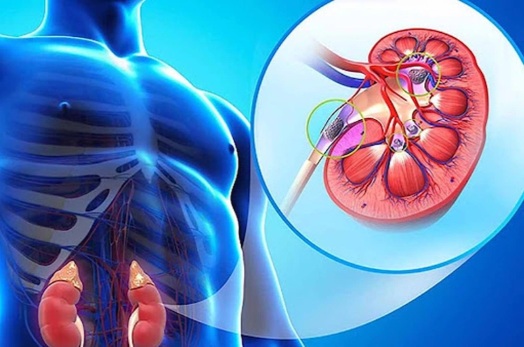 10 thực phẩm rẻ tiền, bổ thận đang bán đầy chợ Việt, người bệnh thận nên ăn để phòng biến chứng- Ảnh 2. 10 thực phẩm rẻ tiền, bổ thận đang bán đầy chợ Việt, người bệnh thận nên ăn để phòng biến chứng- Ảnh 2.