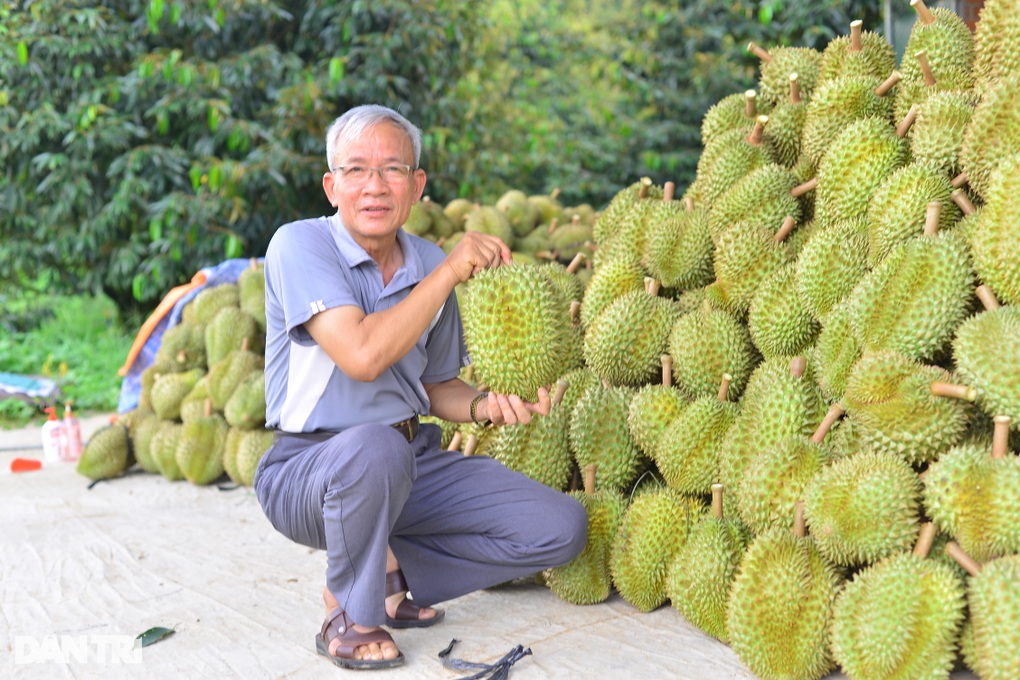 Lâm Đồng khuyến cáo không dùng chất vàng O cho cây tỷ đô - 2