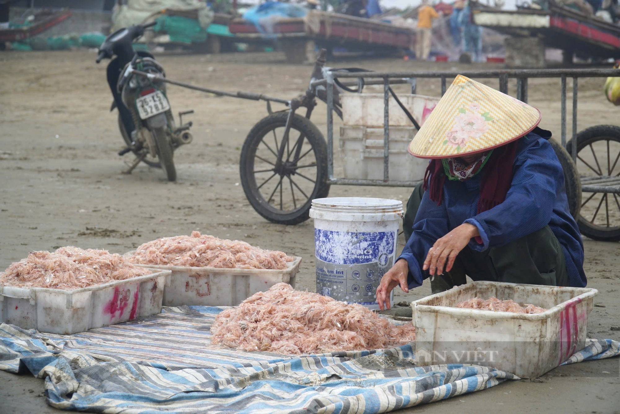 Ngư dân Thanh Hóa trúng đậm loài cá dồi dào dinh dưỡng, lên bờ thương lái tranh nhau mua- Ảnh 10.