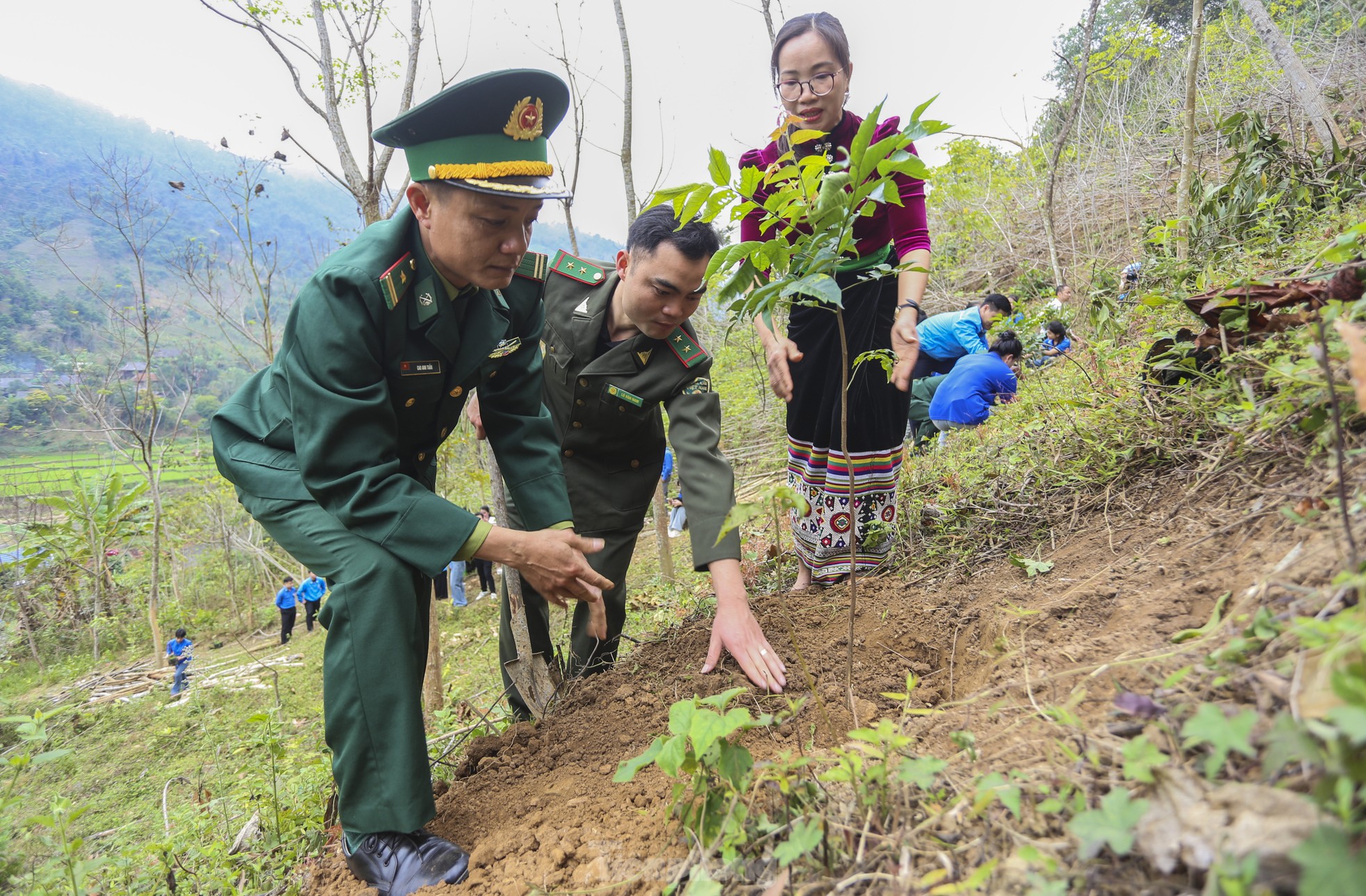 Mô hình sinh kế trồng cây lát hoa cho người dân vùng biên xứ Nghệ ảnh 8