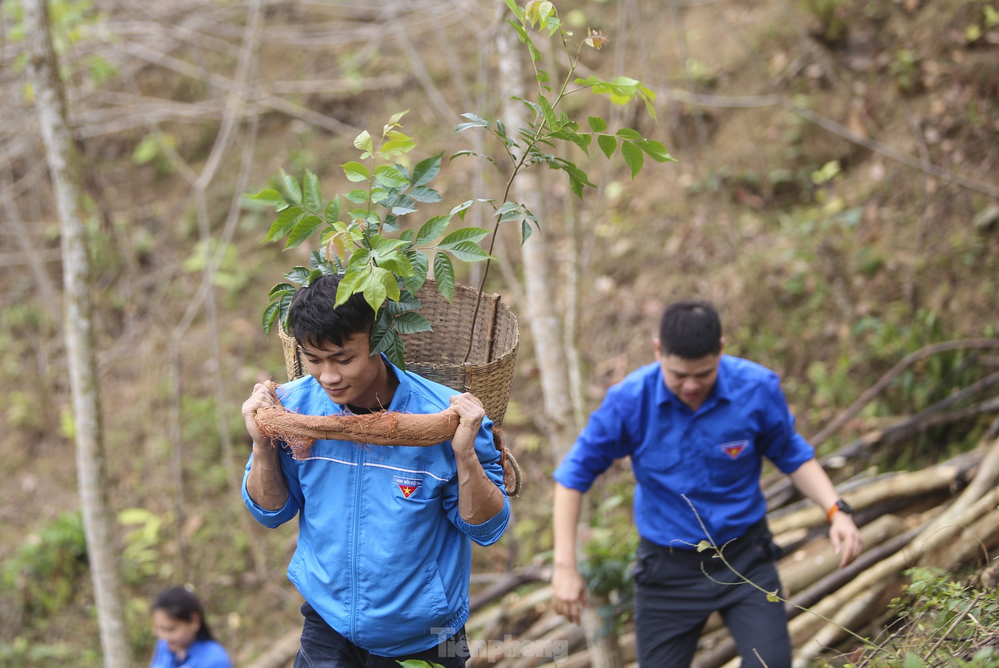 Mô hình sinh kế trồng cây lát hoa cho người dân vùng biên xứ Nghệ ảnh 9