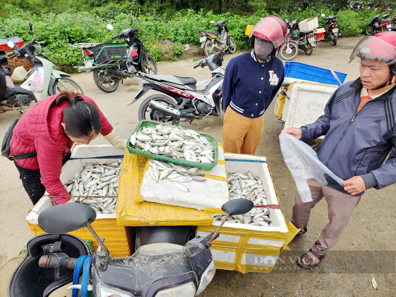 Ngư dân Hà Tĩnh trúng đậm cá biển, thu nhập hàng chục triệu đồng mỗi chuyến biển- Ảnh 3.