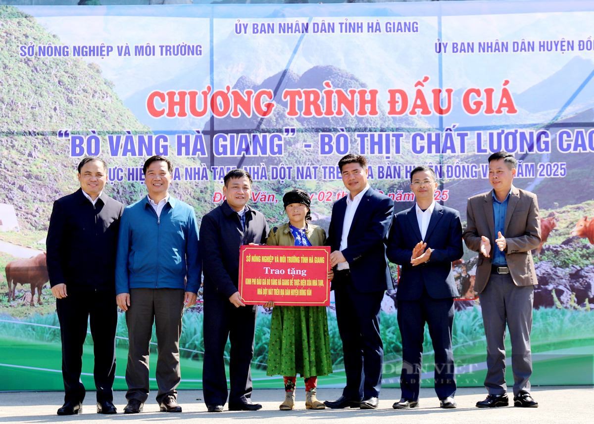 Lần đầu tiên những chú “Bò vàng” được lên sàn đấu giá - Ảnh 4.