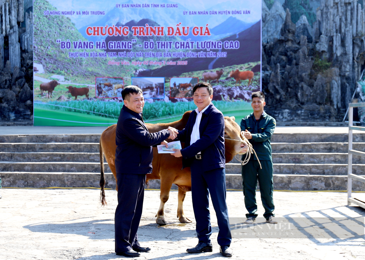 Lần đầu tiên những chú “Bò vàng” được lên sàn đấu giá - Ảnh 5.