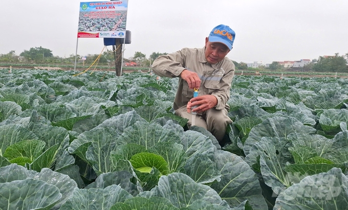 Theo ông Phạm Văn Huấn, khi sản xuất rau an toàn sẽ tiết kiệm được nhiều chi phí, công lao động và bảo vệ môi trường. Ảnh: Trung Quân.