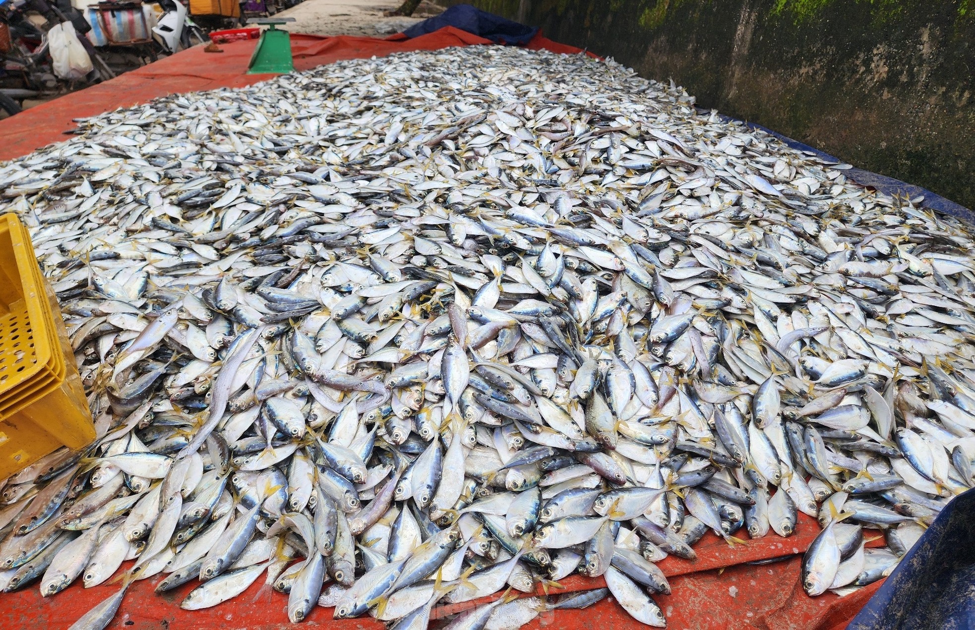 Hai ngày ra khơi, ngư dân Hà Tĩnh trúng đậm hải sản, thu nhập hàng chục triệu đồng ảnh 2