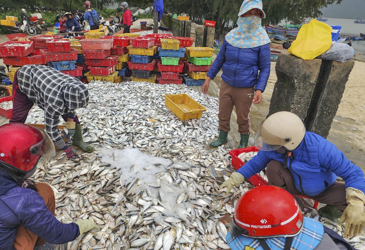 Hai ngày ra khơi, ngư dân Hà Tĩnh trúng đậm hải sản, thu nhập hàng chục triệu đồng ảnh 3