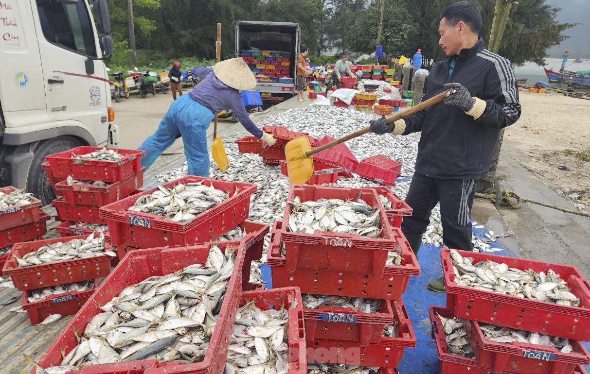 Hai ngày ra khơi, ngư dân Hà Tĩnh trúng đậm hải sản, thu nhập hàng chục triệu đồng ảnh 7