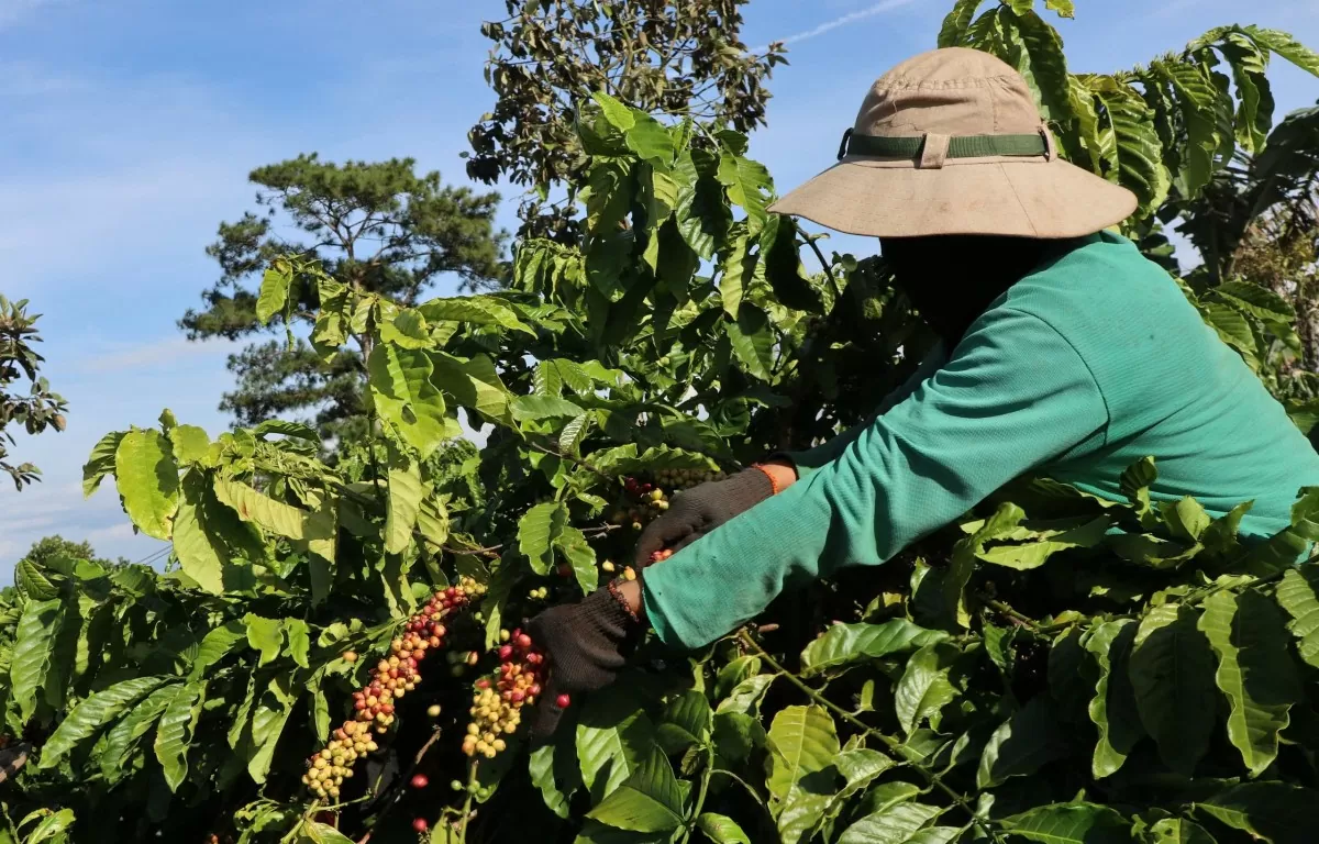 Thứ trưởng Bộ Nông nghiệp và Môi trường: Xuất khẩu nông, lâm, thủy sản hướng mốc 70 tỷ USD