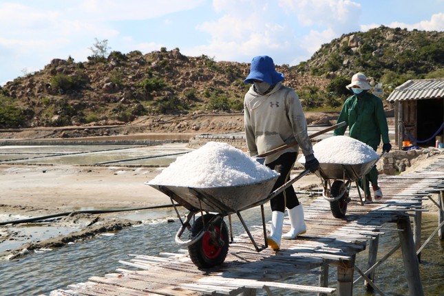 Diêm dân tất bật trên cánh đồng muối trăm tuổi ở Ninh Thuận ảnh 5