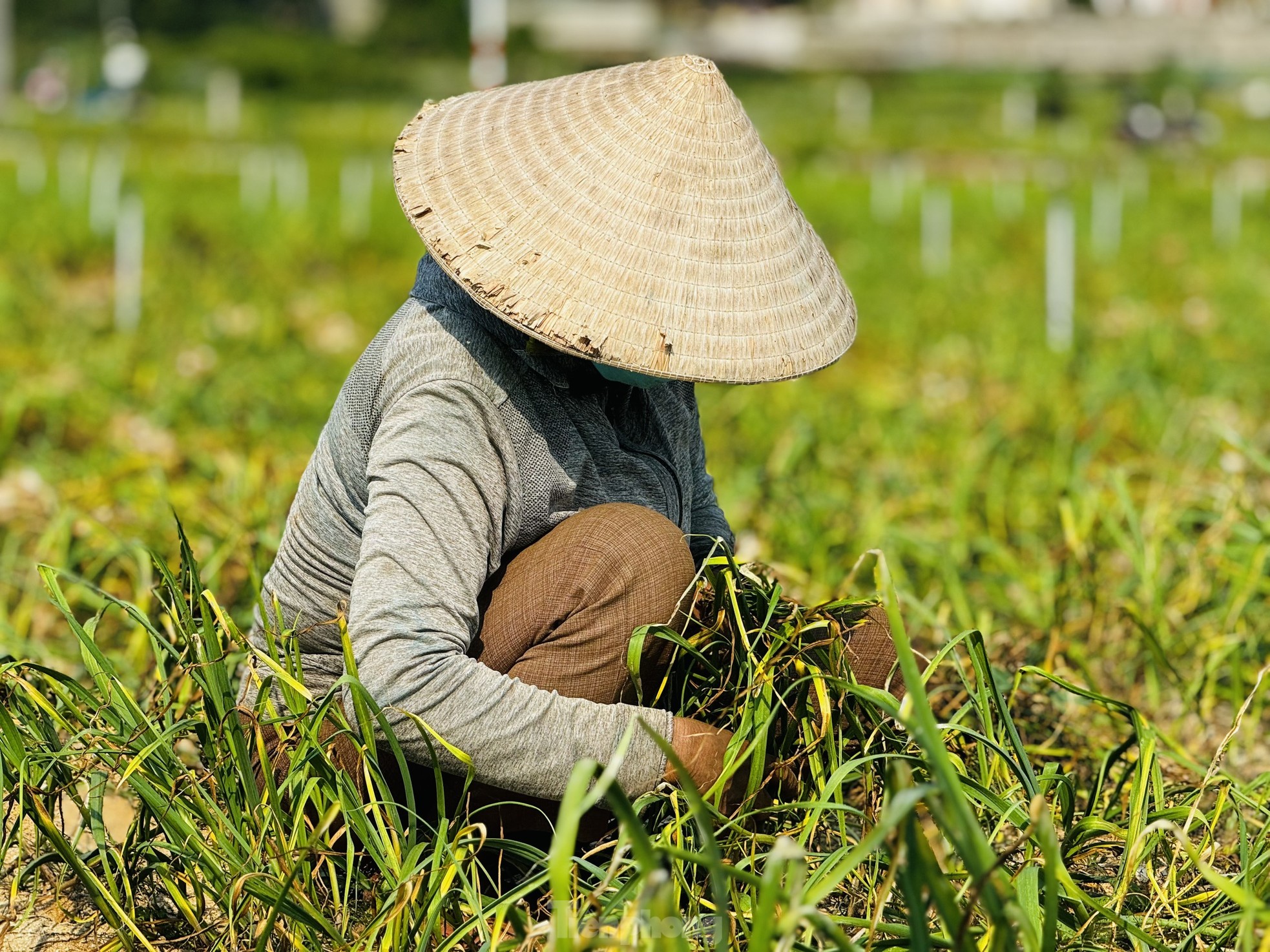 Tỏi Lý Sơn được mùa, nông dân chưa kịp vui đã méo mặt ảnh 8