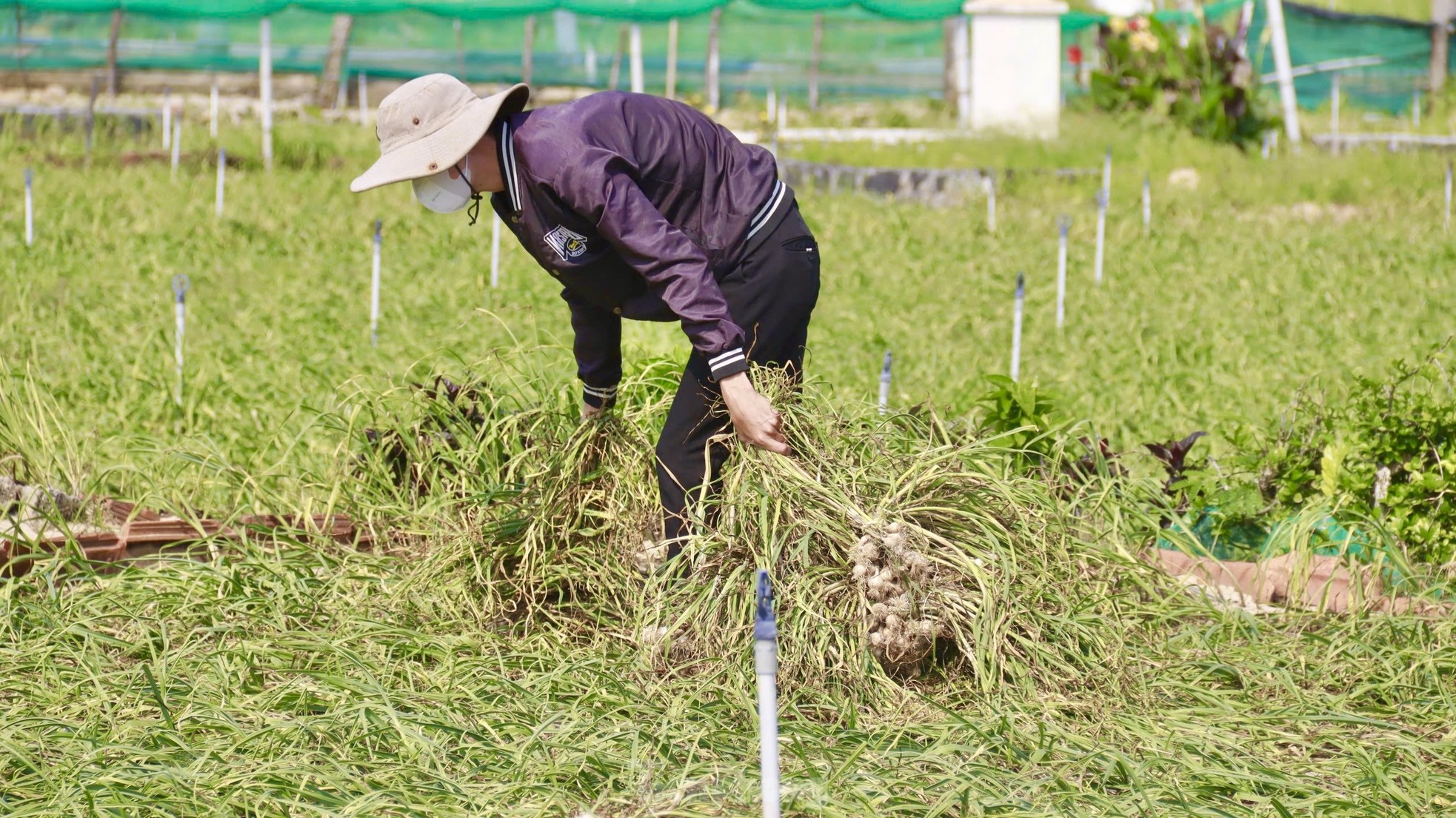 Tỏi Lý Sơn được mùa, nông dân chưa kịp vui đã méo mặt ảnh 10