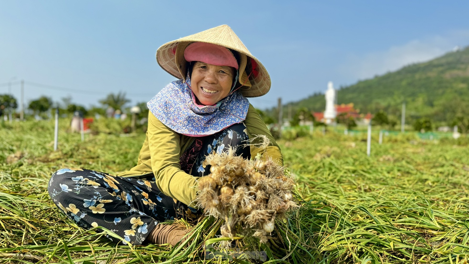 Tỏi Lý Sơn được mùa, nông dân chưa kịp vui đã méo mặt ảnh 12