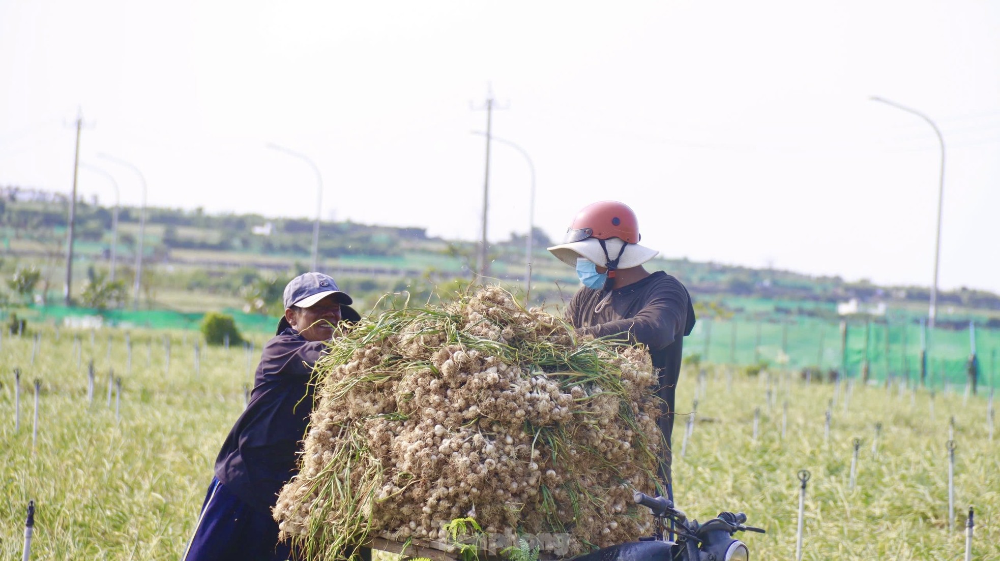 Tỏi Lý Sơn được mùa, nông dân chưa kịp vui đã méo mặt ảnh 16