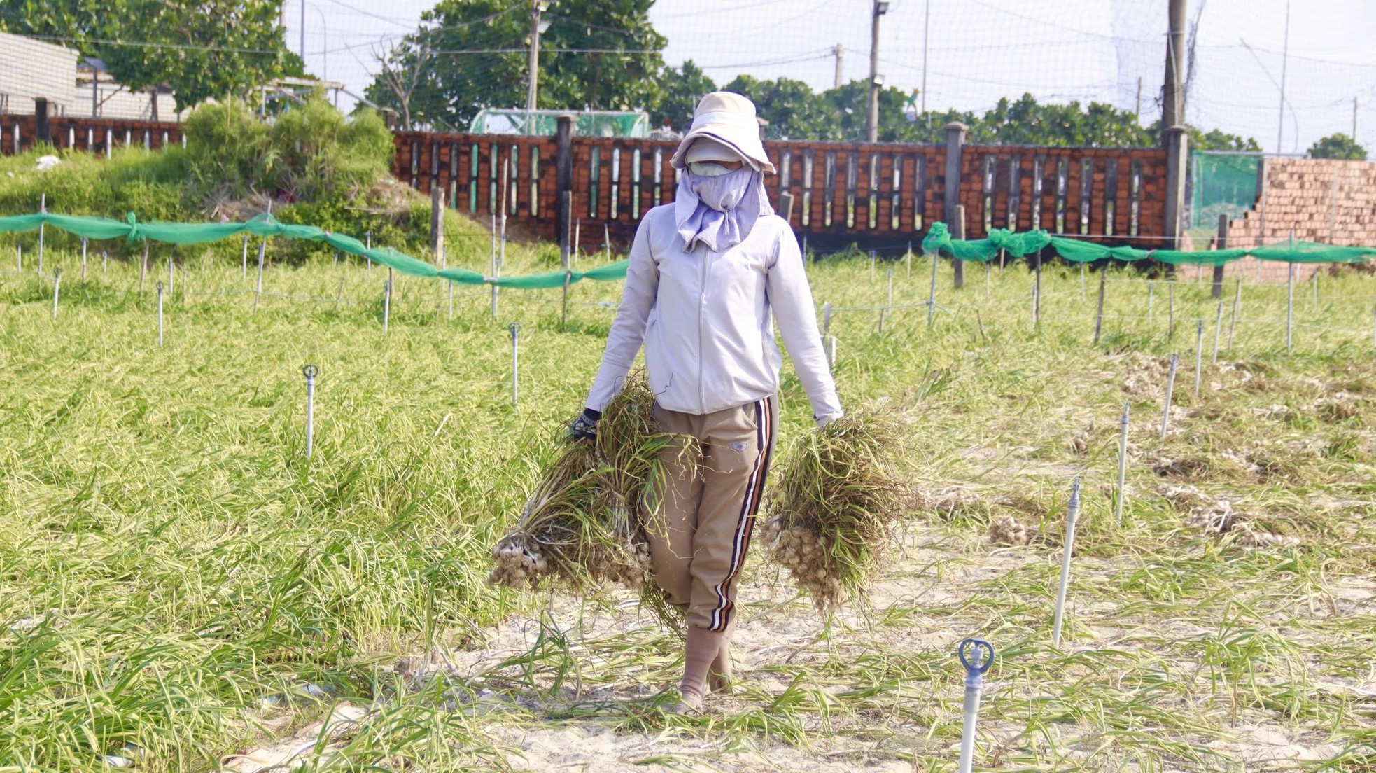 Tỏi Lý Sơn được mùa, nông dân chưa kịp vui đã méo mặt ảnh 24