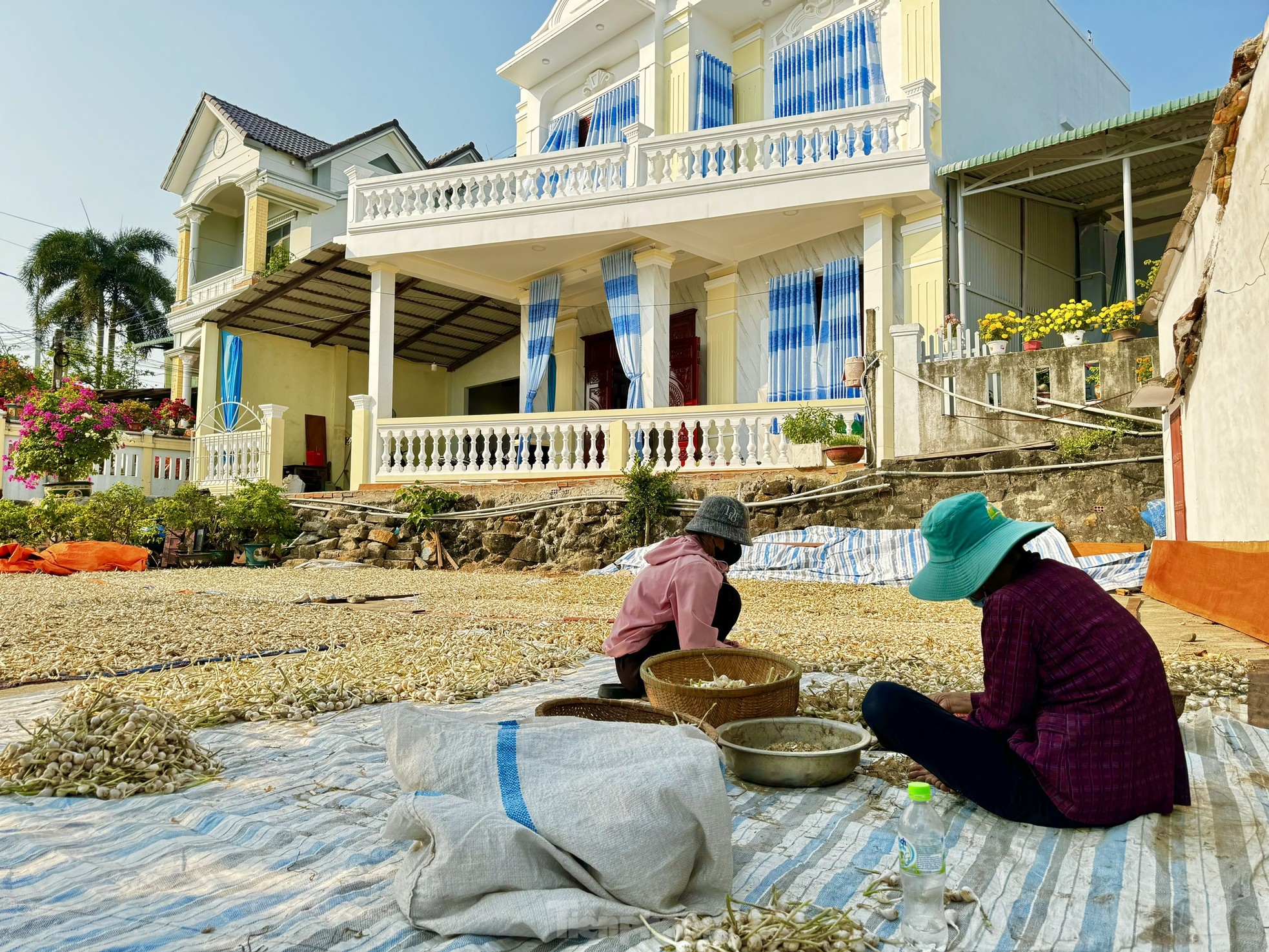 Tỏi Lý Sơn được mùa, nông dân chưa kịp vui đã méo mặt ảnh 26