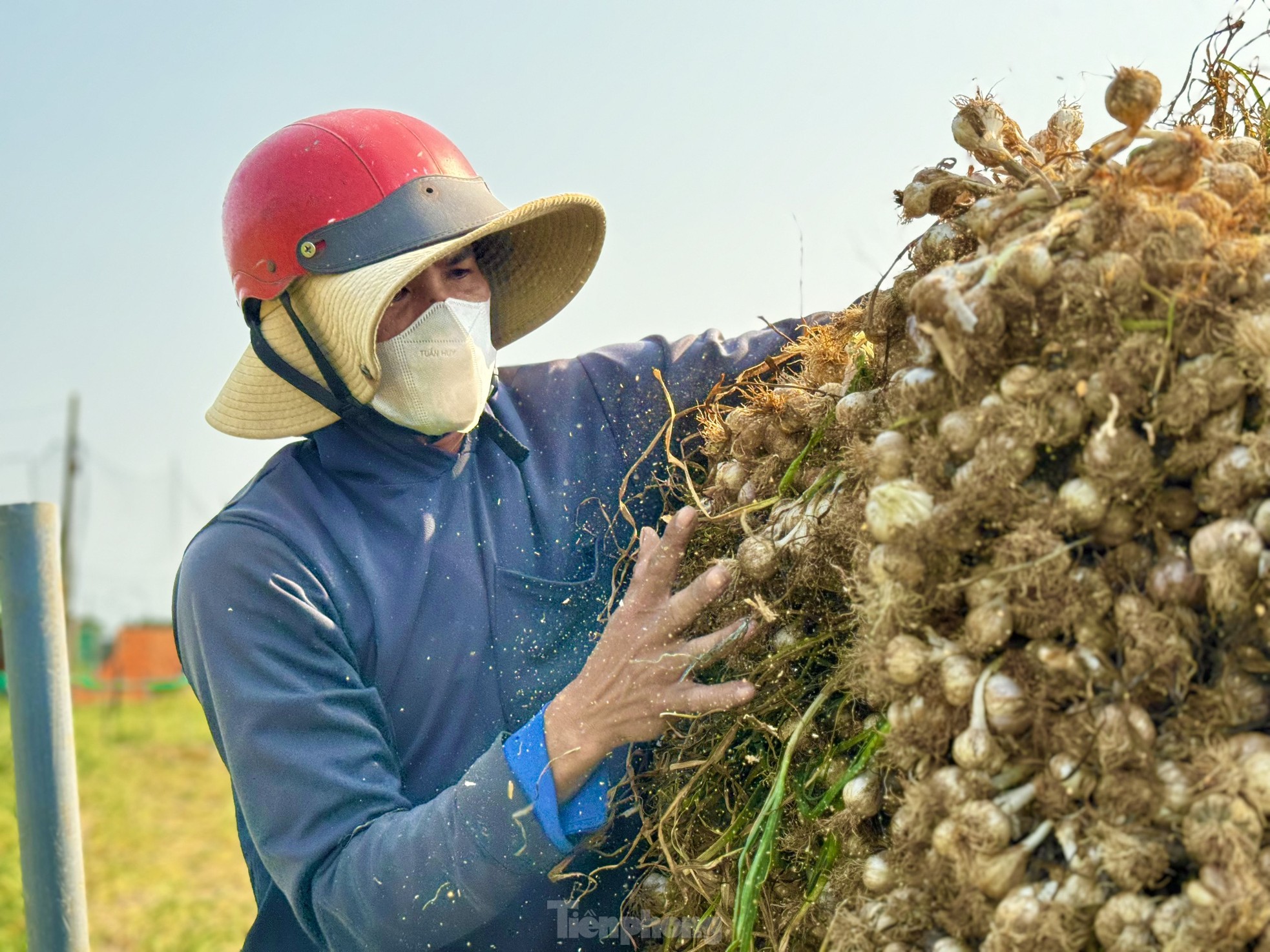 Tỏi Lý Sơn được mùa, nông dân chưa kịp vui đã méo mặt ảnh 32