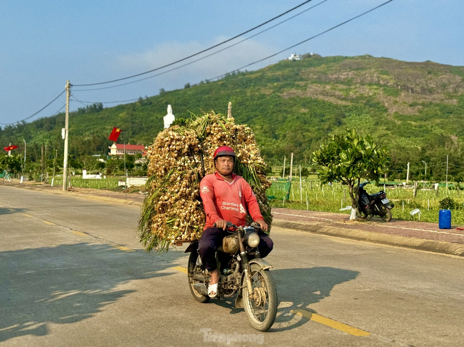 Tỏi Lý Sơn được mùa, nông dân chưa kịp vui đã méo mặt ảnh 34